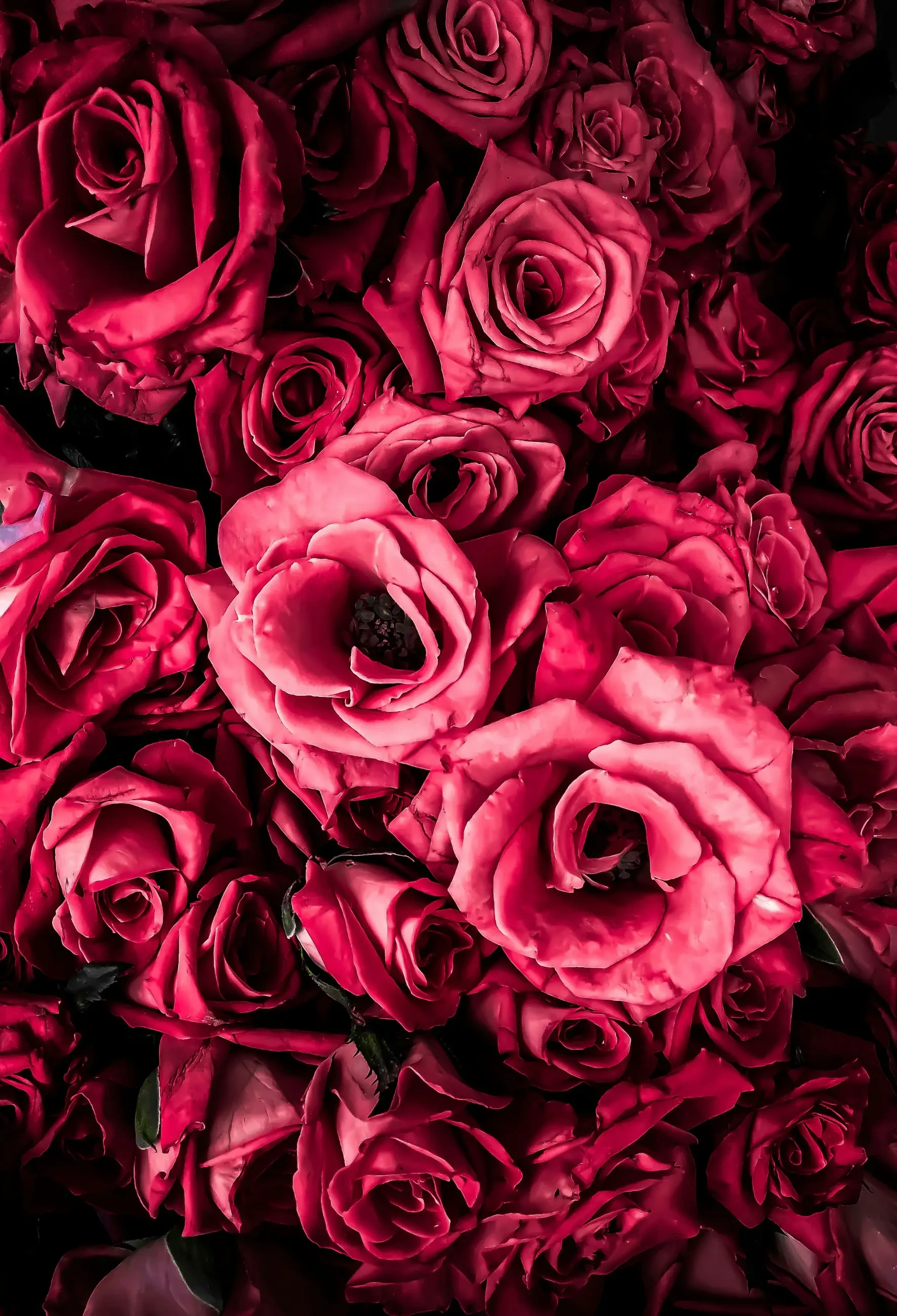 image shows a bunch of hot pink roses
